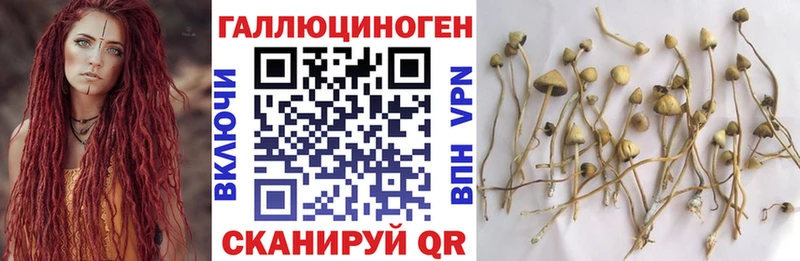 Псилоцибиновые грибы прущие грибы  Баксан 